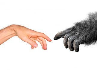 Bueno y Vegano: Evolucionismo (¡No al especismo!) Bueno y Vegano prensa vegana independiente