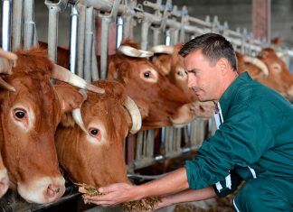Efectos de la ganadería en el medio ambiente ganadería medio ambiente Efectos de la ganadería en el medio ambiente bueno y vegano veganismo activismo
