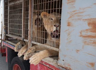 Histórica entrega de animales salvajes procedentes de un circo español Circo español entrega animales