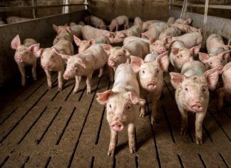 Los ciudadanos de la Unión Europea actúan para acabar con el sufrimiento de millones cerdos