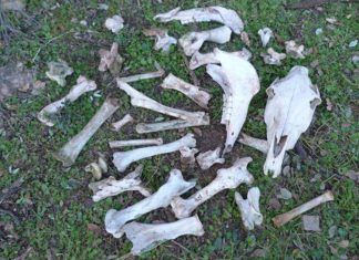 La Conselleria d’Agricultura impide el decomiso de animales en un caso de maltrato continuado decomiso de animales maltrato