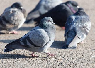 Recuperando las palomas como símbolos de paz Palomas símbolos paz