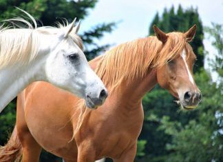 Maltrato animal: los caballos, los grandes olvidados Caballos Maltrato Animal