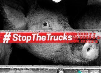 Más de 1 millón de ciudadanos europeos piden poner un fin a los transportes de animales a largas distancias Stop the trucks transportes de animales
