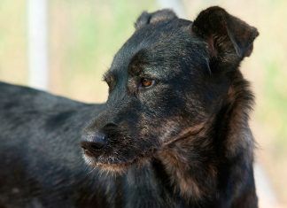 Adopción de perros y gatos: la alternativa ética Adopción de perros y gatos la alternativa ética