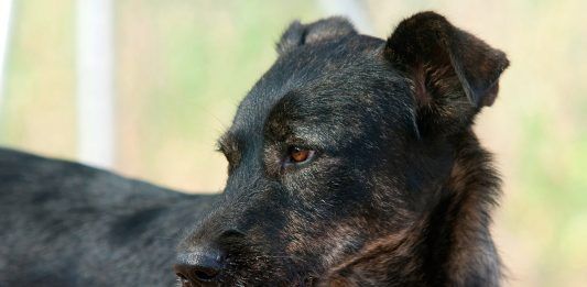 Adopción de perros y gatos la alternativa ética