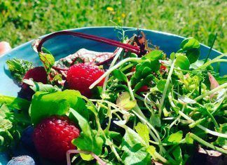 Receta: Ensalada silvestre rejuvenecedora Ensalada silvestre frutas silvestres alimentación vegana