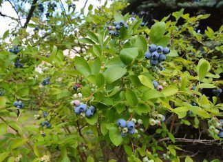 Las frutas silvestres: variedad, propiedades y consumo Frutas silvestres