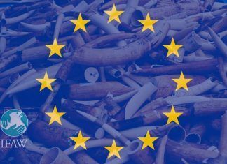 Comercio de marfil en la Unión Europea: reclaman su fin