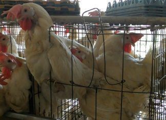 Gallinas en la industria del huevo: 5 motivos para protejerlas Gallinas en la industria del huevo