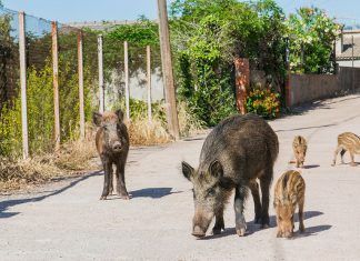 El jabalí, jardinero de nuestros bosques, perseguido hasta la muerte Jabalí perseguido activismo veganismo