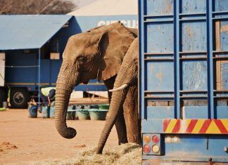 InfoCircos se ofrece a acoger a los animales de los circos Más de 180.000 ciudadanos piden a la Comisión Europea la prohibición de los circos con animales salvajes