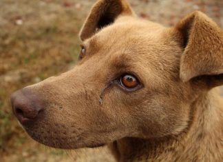 Pésimos resultados en el último estudio sobre el abandono de animales en Cataluña Abandono de animales