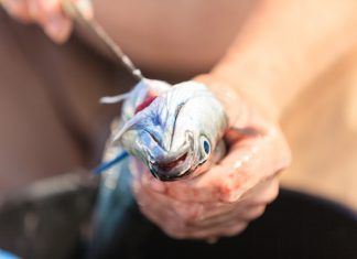 Los peces sufren igual que los mamíferos y las aves Los peces sufren