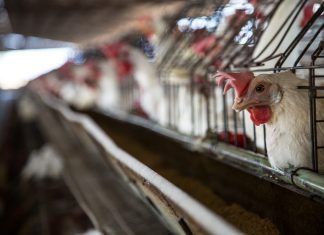 26 horas de sufrimiento: el verdadero precio de un huevo sufrimiento huevos