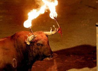 Fiestas y sangre. La crueldad como diversión Fiestas y sangre. La crueldad como diversión