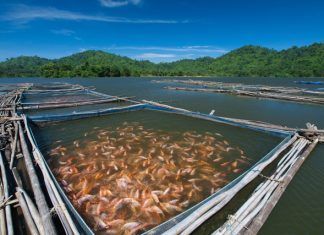 Piscifactorías: crueldad bajo el agua Piscifactorías
