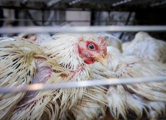 «La producción cárnica actual está llegando a su límite» La industria de la carne de pollo en India. Investigación de Igualdad Animal. Producción cárnica