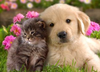 Tras 10 años de espera, España ratifica por fin el convenio europeo para la protección de los animales de compañía protección de animales de compañía