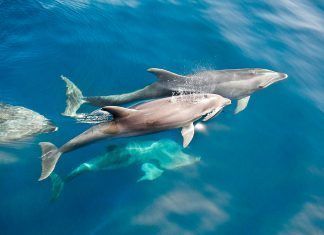 Los delfines no sonríen, es sólo la forma de su mandíbula los delfines no sonríen