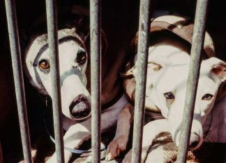 Ayuntamientos de las Terres de l’Ebre envían animales abandonados a comunidades donde está permitido el sacrificio