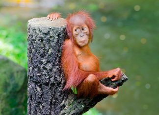 Los Primates se enfrentan a una extinción anunciada primates extinción