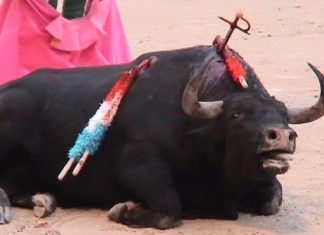 Las de ONG de protección animal aplauden la decisión de Engel & Völkers de no volver a subvencionar ninguna corrida de toros engel & völkers