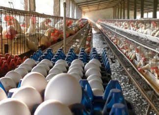 Pérdida de gran productora de huevos debido al crecimiento de alternativas veganas huevos industria del huevo