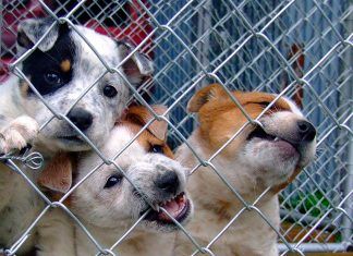 Sin voz ni voto Sin voz ni voto La venta indiscriminada de animales en internet: una gran puerta que fomenta el comercio ilegal venta de animales internet