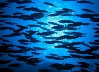 Los peces son capaces de sentir emociones peces sienten emociones