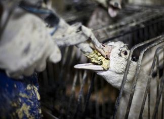 Campaña Boicot al Foie Gras boicot al foie gras