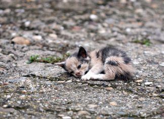 Alimentar un animal rescatado: 5 graves errores alimentar un animal rescatado