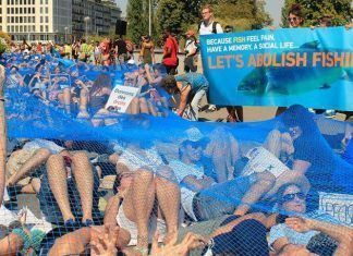 Jornada mundial y campaña: “¿Quiénes son los peces?” Jornada mundial y campaña: “¿Quiénes son los peces?”