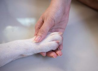 Un paso adelante, los animales seres vivos dotados de sensibilidad Un paso adelante, los animales seres vivos dotados de sensibilidad