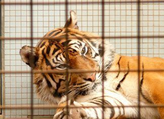 Condenados a una vida miserable para nuestro entretenimiento Detrás del uso de animales salvajes en cautividad para producciones cinematográficas, publicitarias y espacios televisivos de entretenimiento, se esconde una vida de maltrato y crueldad.