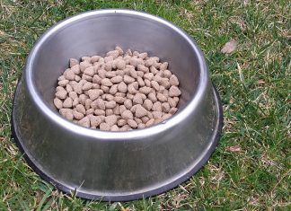 Alimentación vegana para mascotas: Pienso vegano Alimentación vegana para mascotas Pienso vegano