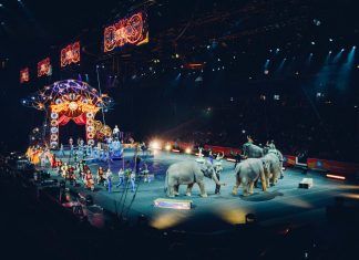 ¡4 nuevos municipios libres de circos con animales! 4 nuevos municipios libres de circos con animales
