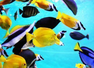 Carta a un colegio que organiza salidas al Aquarium de Barcelona Carta a un colegio que organiza salidas al Aquarium de Barcelona