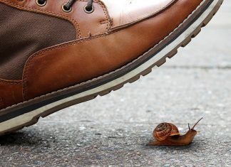 «La alimentación es el ámbito que más muertes y sufrimiento genera a nivel mundial» Los animales más ignorados criados para el consumo