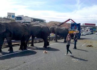 Pedimos a la Unión Europea que prohíba los circos con animales Pedimos a la Unión Europea que prohíba los circos con animales