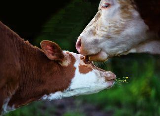 «Ser madre intensificó todo lo que estaba sintiendo por las vacas y sus terneros» "Ser madre intensificó todo lo que estaba sintiendo por las vacas y sus terneros"