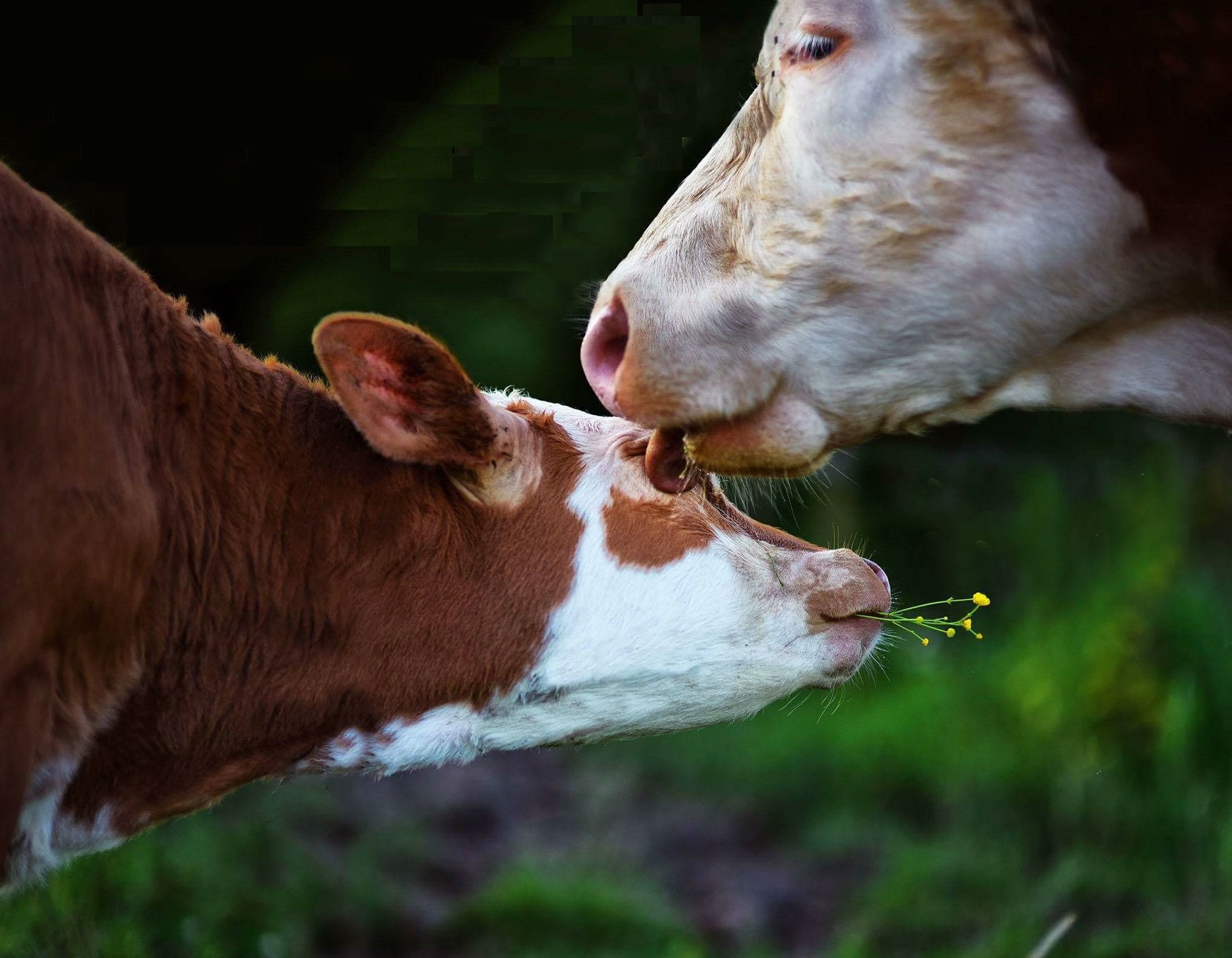 "Ser madre intensificó todo lo que estaba sintiendo por las vacas y sus terneros"