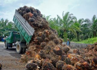 El alto precio del aceite de palma El alto precio del aceite de palma