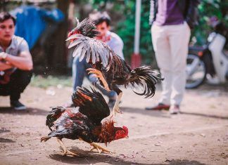 El inicio de los festejos populares libres de sufrimiento animal El inicio de los festejos populares libres de sufrimiento animal
