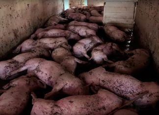 ¿Qué pasa con los animales estabulados en granjas cuando hay desastres naturales? ¿Qué pasa con los animales estabulados en granjas cuando hay desastres naturales?