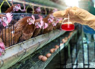 Objeción de conciencia Objeción de conciencia veganismo
