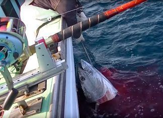 Peces y crustáceos, los grandes olvidados cuando hablamos de respeto animal Peces y crustáceos, los grandes olvidados cuando hablamos de respeto animal