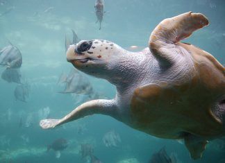 ¡Bienvenidas tortugas bobas! ¡Bienvenidas tortugas bobas!