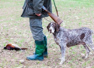 «Más del 40% de los perros maltratados en España son perros de caza» "Más del 40% de los perros maltratados en España son perros de caza"