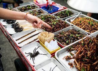 Entomofagia o veganismo. ¿Qué alternativa eliges para el futuro? Entomofagia o veganismo ¿Qué alternativa eliges para el futuro?